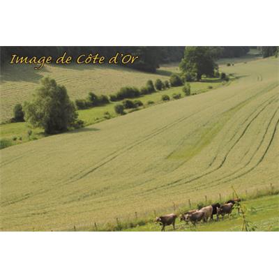 N219509  - CP Image des Côtes d'Or 10x15