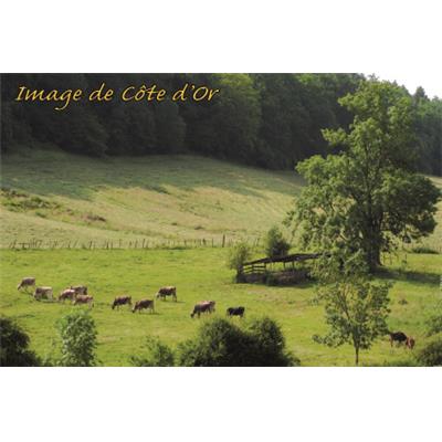 N219507  - CP Image des Côtes d'Or 10x15